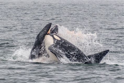 killer whales attack grey whales