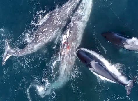 killer whales attacking grey whales