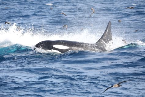killer whales killing blue whale