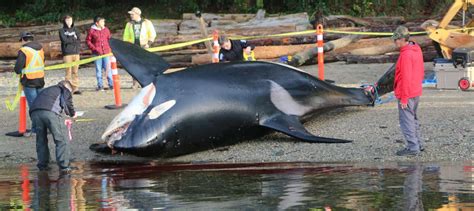killer whales killing humans