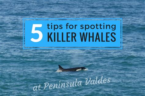 killer whales spotting tips