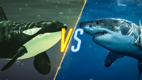 killer whales versus sharks