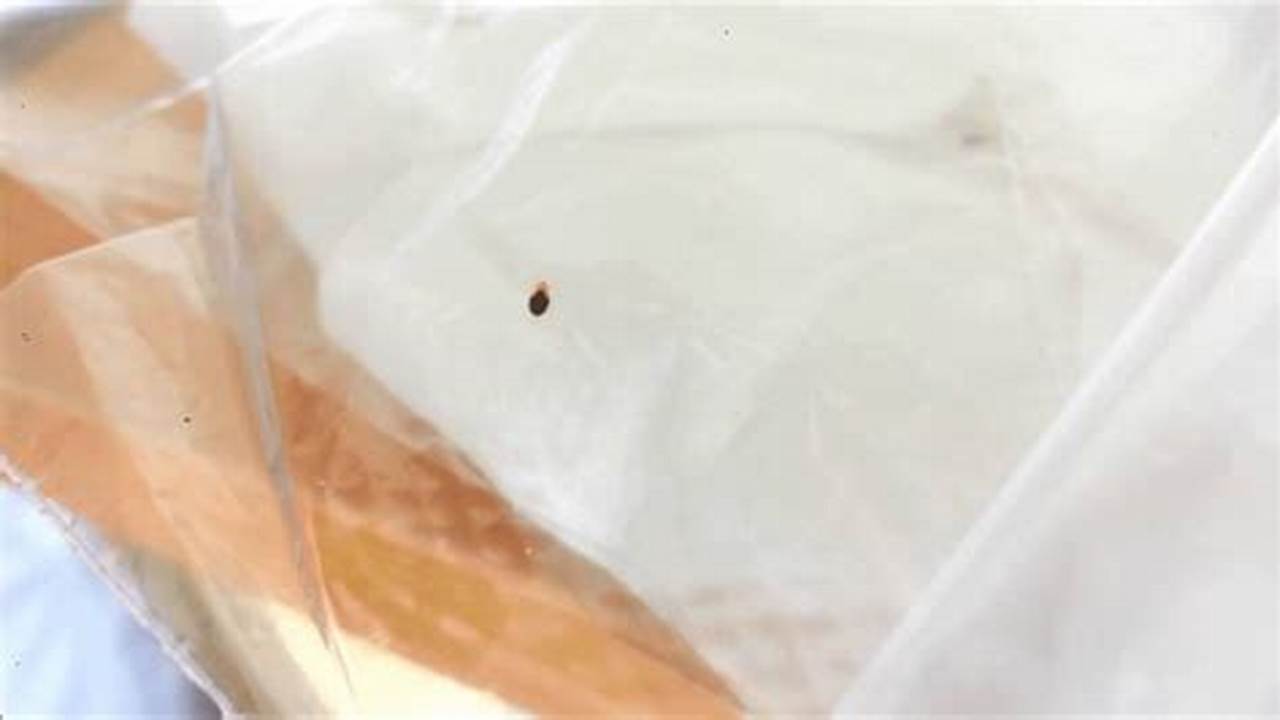 Bed Bugs on Vacation? Kill Them with Black Plastic Bags!