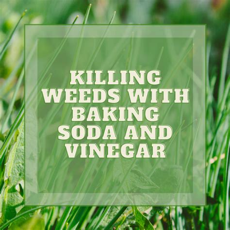 Use Vinegar or Baking Soda to Kill Weeds Dengarden