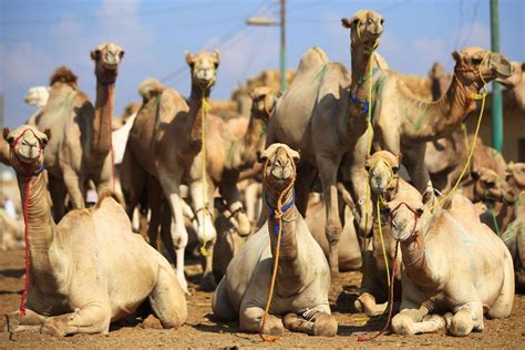 killing camels in arabia
