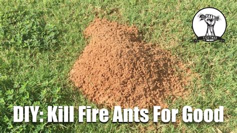 killing fire ants in yard