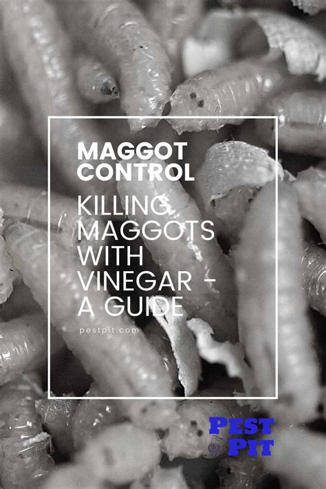 Killing Maggots With Vinegar