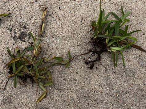 Killing St Augustine Grass In Bermuda