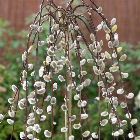 kilmarnock dwarf weeping willow tree salix caprea