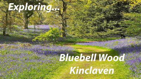 kinclaven bluebell wood address