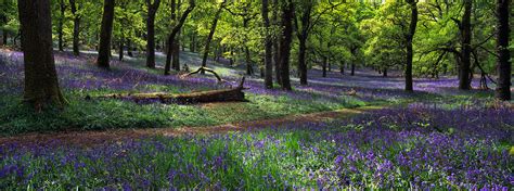 kinclaven bluebell wood perthshire
