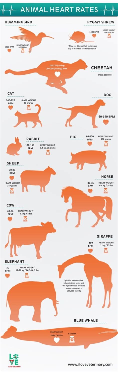 kindness rate of animals