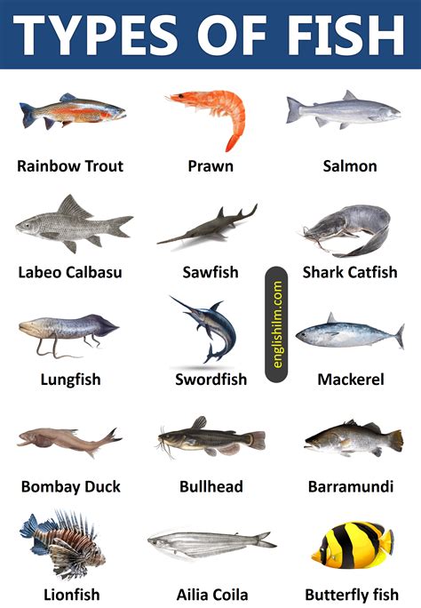 Kinds Of Fish Printable