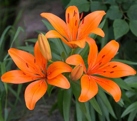 kinds of lily plants