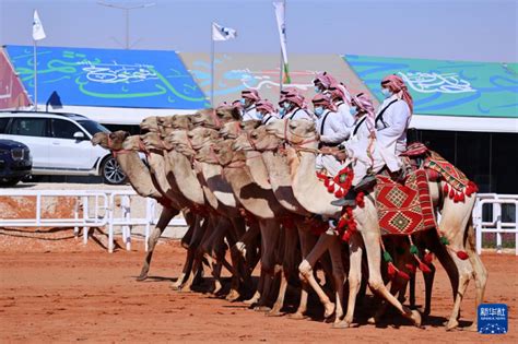 king abdulaziz camel festival 2022