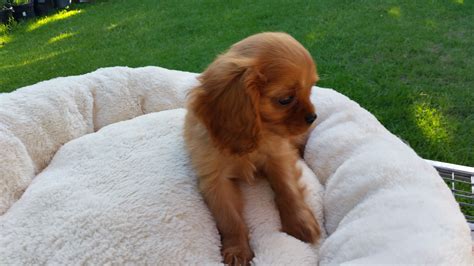 king charles cavalier for sale nsw