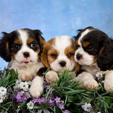 king charles cavalier puppies for sale in ma