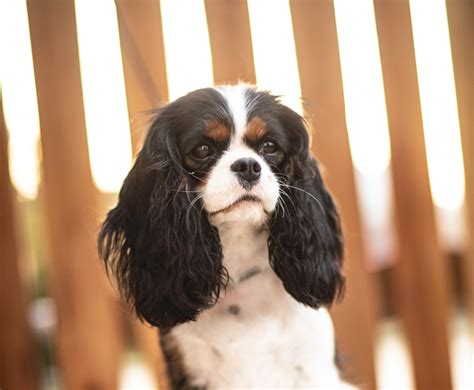 king charles cavalier spaniel puppies ca