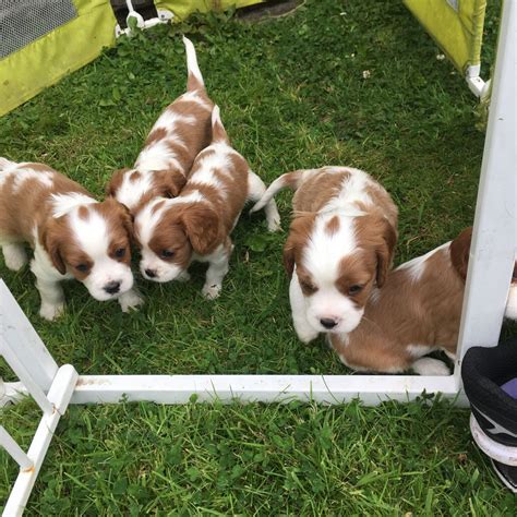 king charles cavalier spaniel puppies indiana