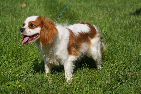 king charles cavaliers for sale