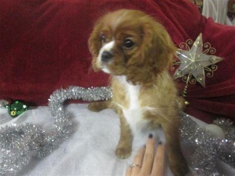 king charles cavaliers for sale in minnesota