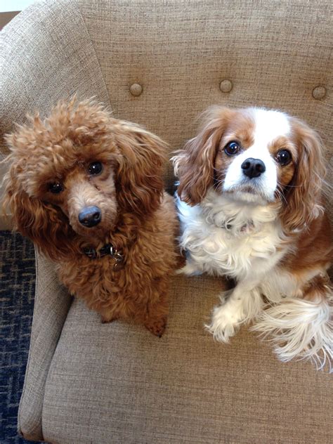king charles spaniel and poodle mix