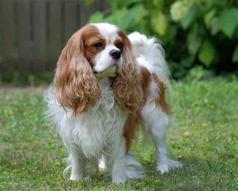 king charles spaniel pros and cons