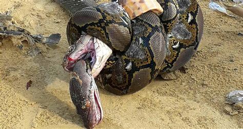 king cobra vs python fight