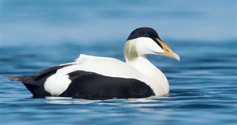 8 Things king eider vs common eider Key Eider Bird Distinctions