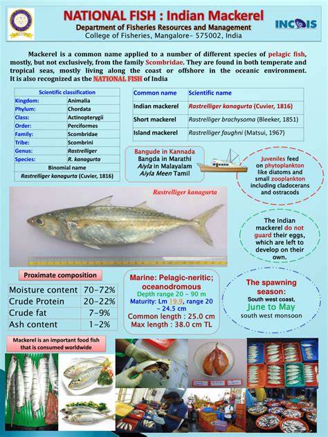 Mackerel Fish in Marathi मॅकरेल फिशचे ०५ (अविश्वसनीय) फायदे आणि नुकसान