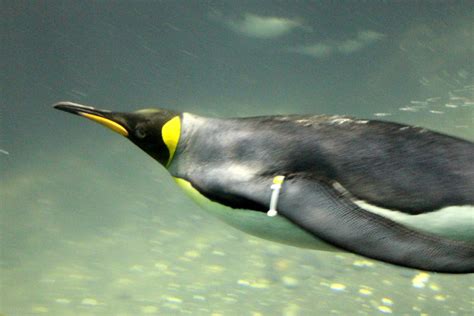 king penguin central park zoo
