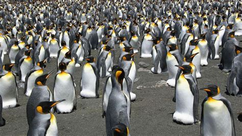 king penguin disappearance news