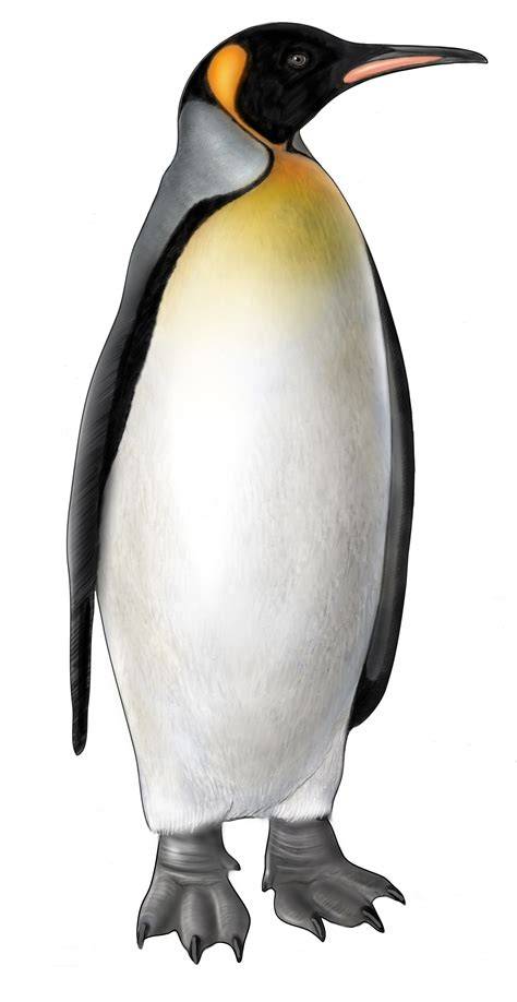 King Penguin Drawing at GetDrawings Free download