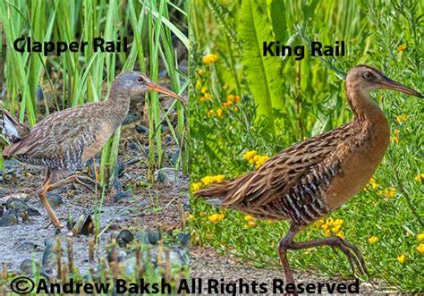 Here Are 8 Facts king rail vs clapper rail Spot Their Key Differences Now