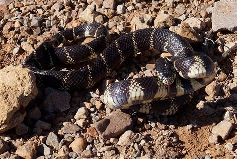 king snake in arizona
