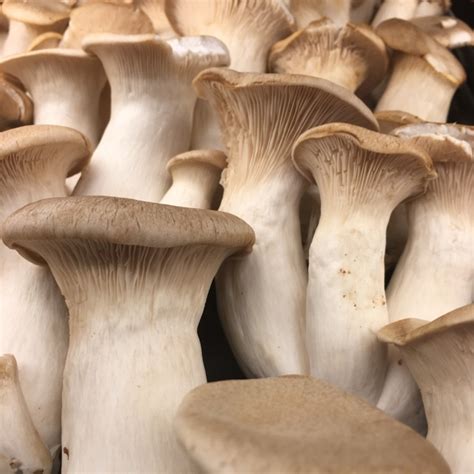 king trumpet mushrooms taste