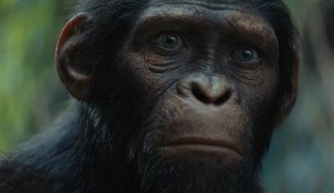 Kingdom Of The Planet of the Apes Details and Cast Revealed Ahead of