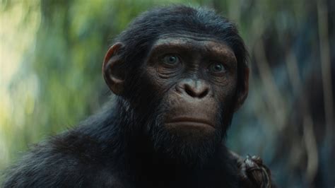 kingdom of the apes trailer