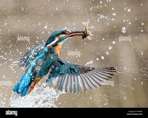 Kingfisher Diving