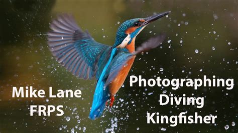 Kingfisher Diving Video