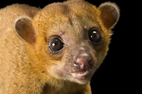 Kinkajou