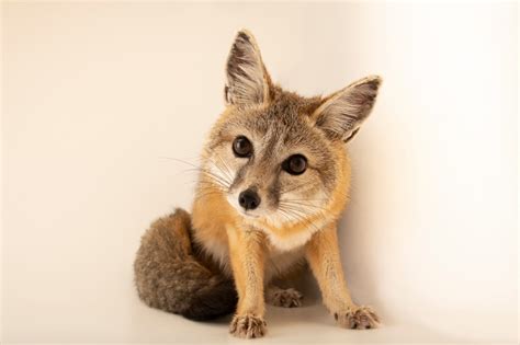 Kit Fox Endangered