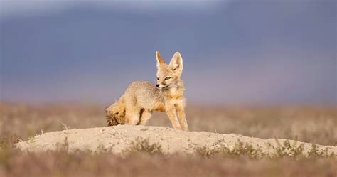 Kit Fox Personality