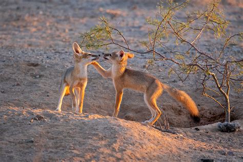 Kit Fox Trail