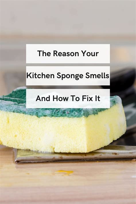 Kitchen Sponge Smells