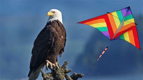 Kites And Eagle