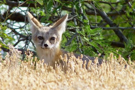Kits Fox Meaning