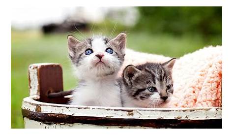 Kittens on Camera: Adorable ‘Kittenhood’ Winners Announced - Katzenworld