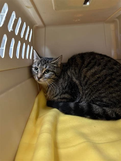 kitten adoption buffalo