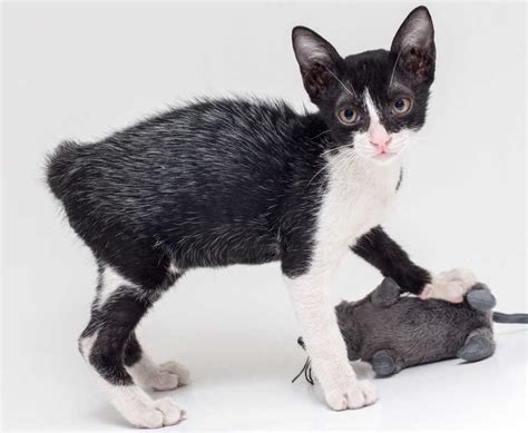 Kitten Coat Development